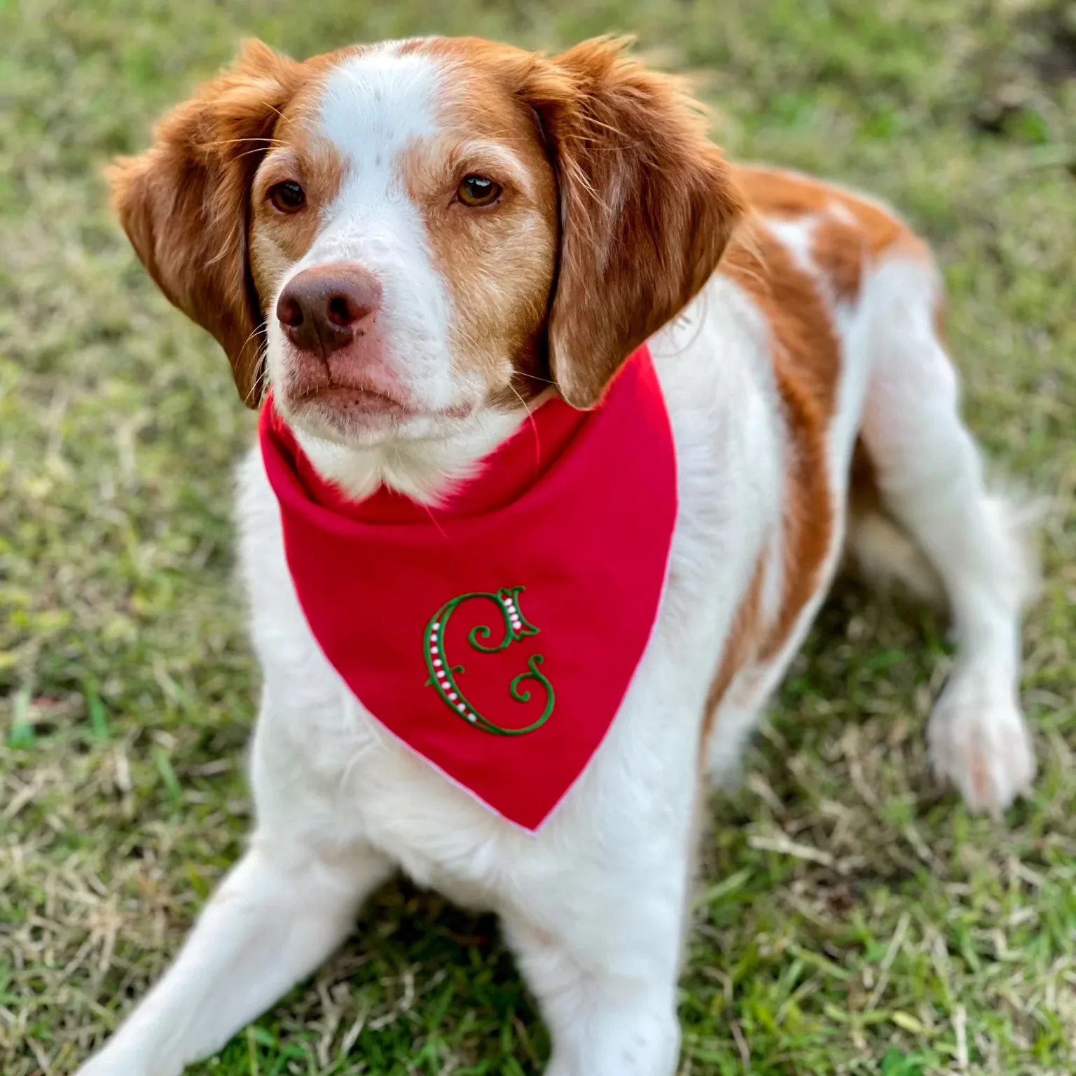 Custom Pet Bandanas