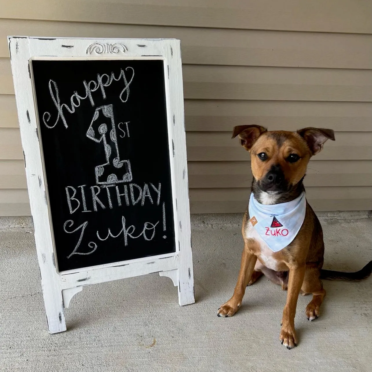 Custom Pet Bandanas