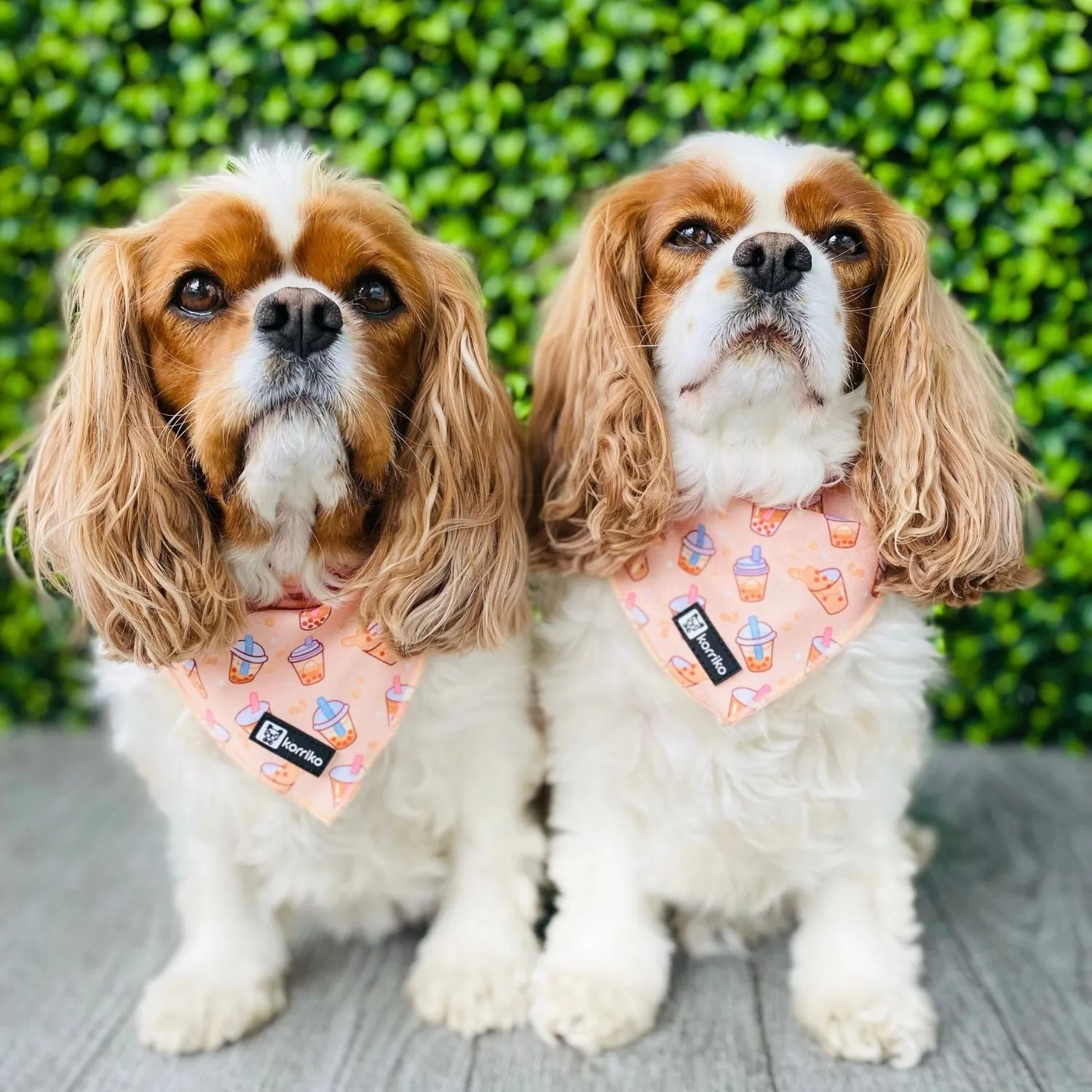 milk tea cooling bandana